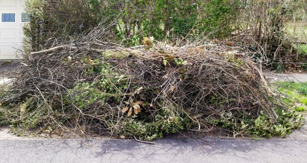 Tree Limb Cleanup in Odessa