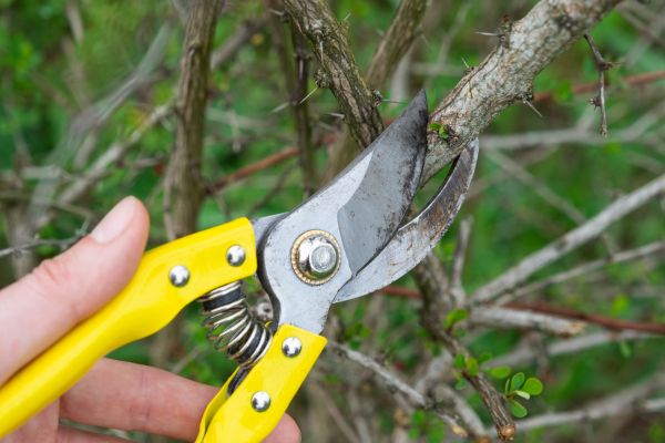 Limbs Removal in Odessa