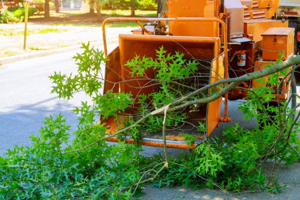Tree Branches Removal in Odessa