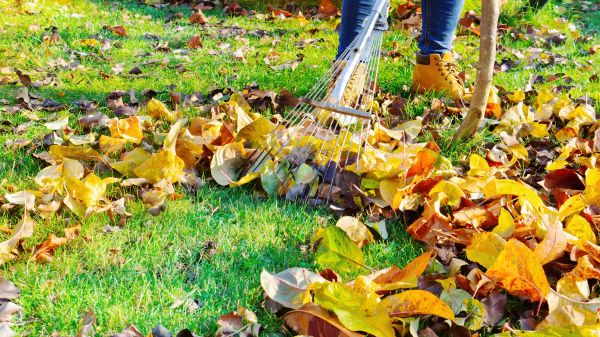 Lawn Cleanup Service in Odessa