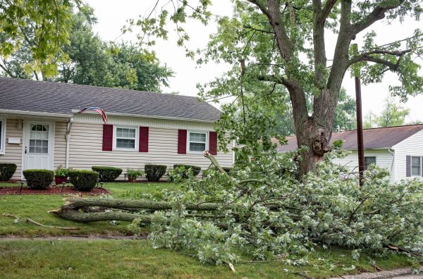 Fallen Branch Removal in Odessa